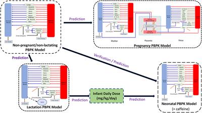 Application of a Physiologically Based Pharmacokinetic Approach to Predict Theophylline Pharmacokinetics Using Virtual Non-Pregnant, Pregnant, Fetal, Breast-Feeding, and Neonatal Populations
